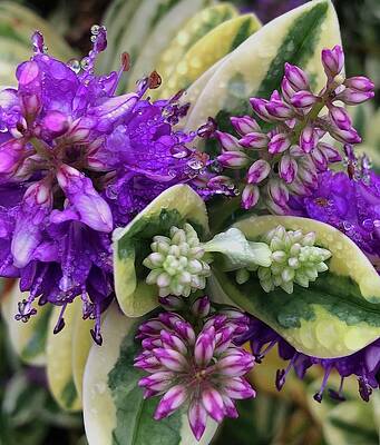 Purple Chartreuse by Shannon Taggart Purple Chartreuse by Shannon Taggart