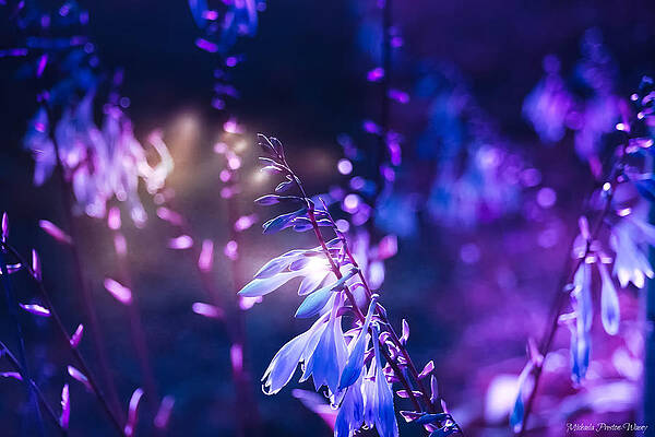 Purple Dream by Michaela Preston Purple Dream by Michaela Preston
