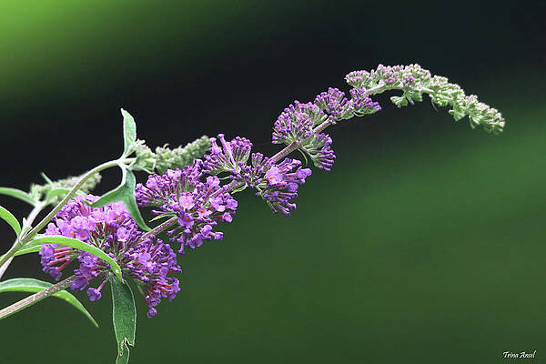 Wall Art - Photograph - Purple Flowers of a Butterfly Bush by Trina Ansel