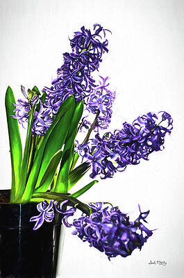 Purple Hyacinths On White Painted Digital Art by Sandi OReilly Purple Hyacinths On White Painted Digital Art by Sandi OReilly