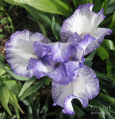 Purple Iris by Julie Slater Purple Iris by Julie Slater