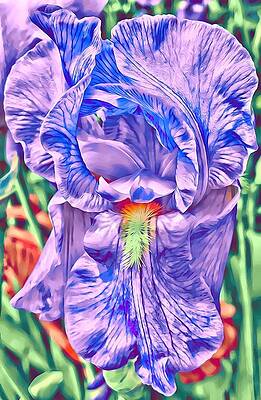 Purple Iris by Susie Weaver Purple Iris by Susie Weaver