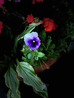 Purple Pansy Portrait by Aimee L Maher ALM GALLERY Purple Pansy Portrait by Aimee L Maher ALM GALLERY
