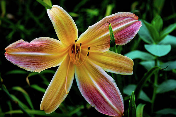 Purple-Pink and Yellow Flower by Jean Peavler