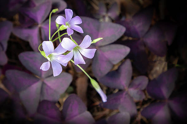 Purple Shamrock by Robert Carter Purple Shamrock by Robert Carter