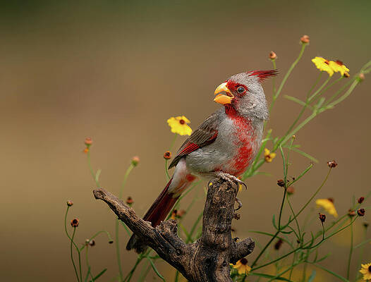 Wall Art - Photograph - Pyrrhuloxia Art Print by Denise Johnson
