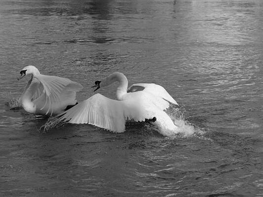Quarreling swans in River Thames, Windsor, Berkshire by Santosh Puthran Quarreling swans in River Thames, Windsor, Berkshire by Santosh Puthran