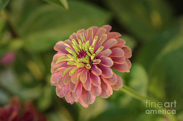 Queen Lime Red Zinnia in Bloom by Tamara Becker Queen Lime Red Zinnia in Bloom by Tamara Becker