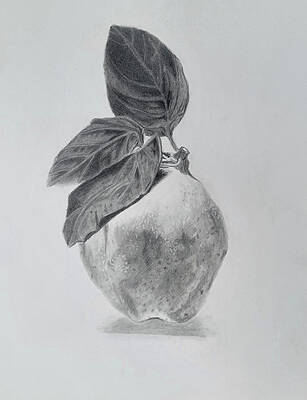 Wall Art - Drawing - Quince by Deborah Burns