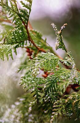 Rain drops on Cedar 3 by Allyson Schwartz Rain drops on Cedar 3 by Allyson Schwartz