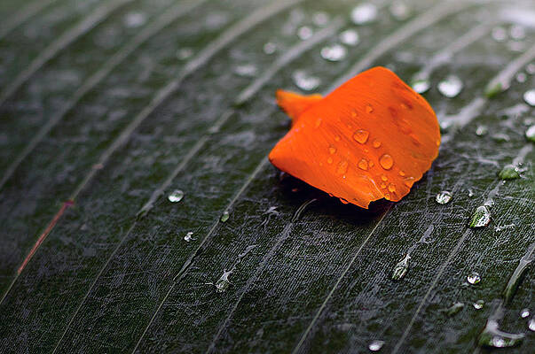 Rain Drops by Sri Amasa