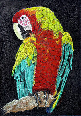 Macaw Drawings - Fine Art America