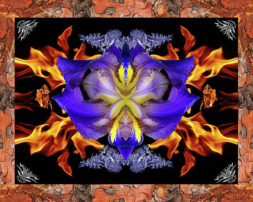 Wall Art - Photograph - Rainbow Flower with Fire and Frost in a Ponderosa Pine Image Frame by Ben Upham III