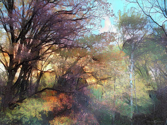 Rainbow Woods by Tim Nyberg Rainbow Woods by Tim Nyberg
