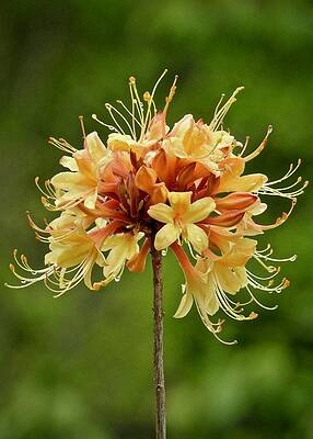 Raindrop Decorated Honeysuckle by Kathy Ozzard Chism Raindrop Decorated Honeysuckle by Kathy Ozzard Chism