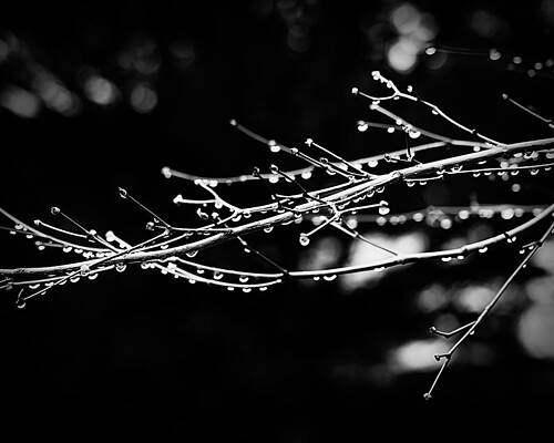 Raindrops after a cold winter storm by Dan Olmstead