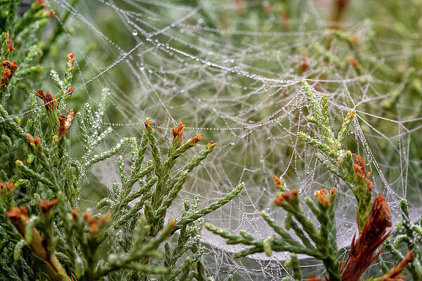Wall Art - Photograph - Raindrops on web in juniper needles by Mikhail Kokhanchikov
