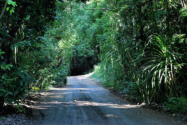 Rainforest Track 1 by Nicholas Blackwell Rainforest Track 1 by Nicholas Blackwell