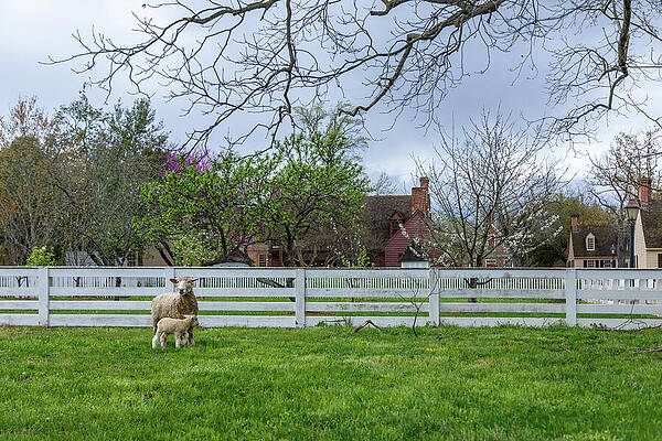 Wall Art - Photograph - Rainy April Mother Ewe and Baby Lamb by Rachel Morrison