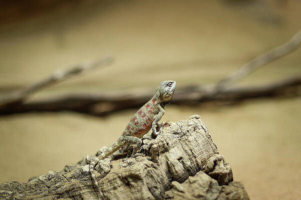 Rapelus sanguinolentus - like a rockstar by Vaclav Sonnek Rapelus sanguinolentus - like a rockstar by Vaclav Sonnek