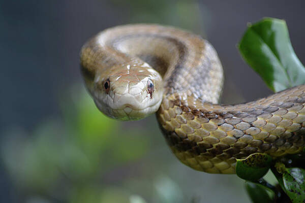 Rat Snake by Aimee L Maher ALM GALLERY Rat Snake by Aimee L Maher ALM GALLERY