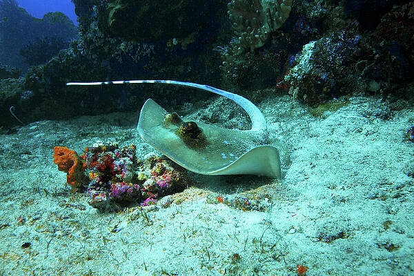 Ray on the move - Dynamic underwater photograph of stingray - by Ute Niemann Ray on the move - Dynamic underwater photograph of stingray - by Ute Niemann
