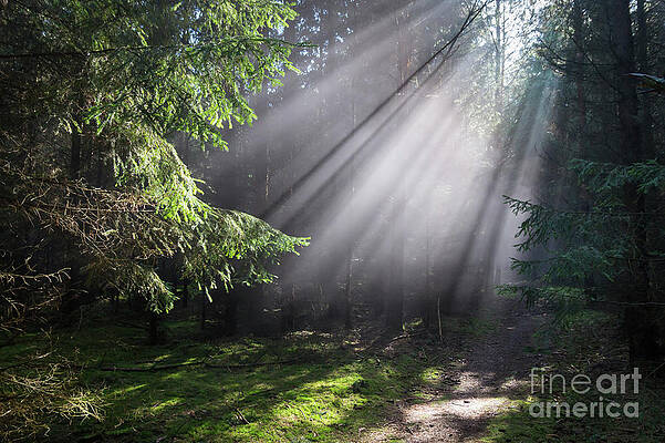 Wall Art - Photograph - Rays of light in the forest 3 by Adriana Mueller