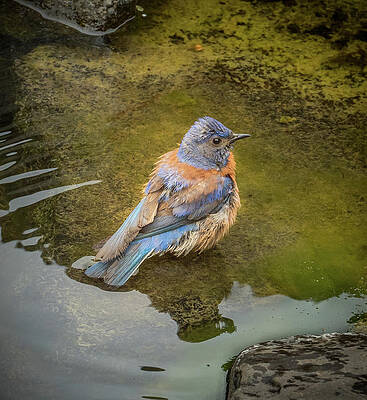 Ready to Bath by Jean Noren Ready to Bath by Jean Noren