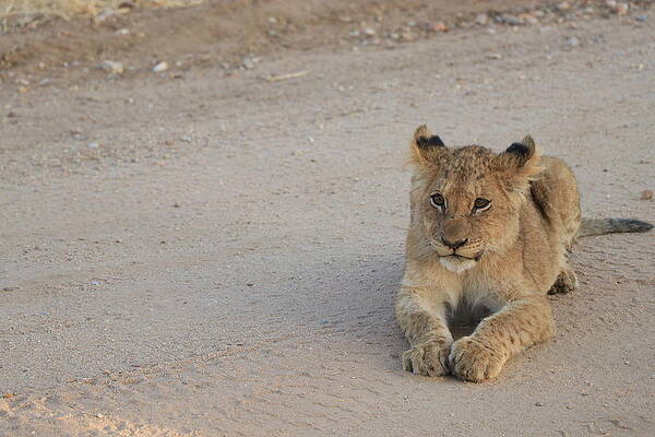 Ready to play by Michael Cassens