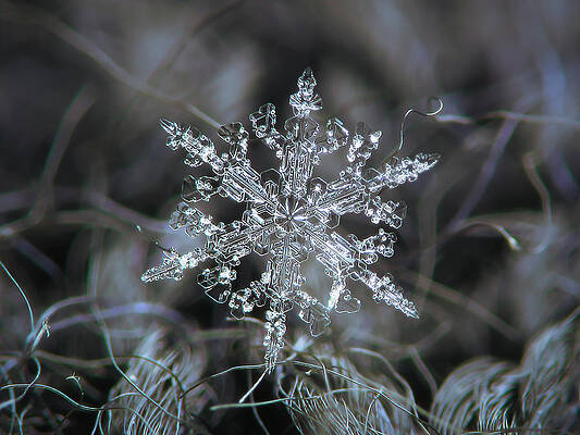 Wall Art - Photograph - Real snowflake 2021-01-12_1 by Alexey Kljatov