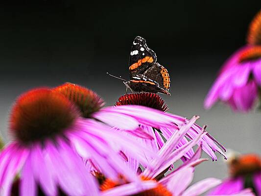 Red Admiral Butterfly by Steven Ralser Red Admiral Butterfly by Steven Ralser