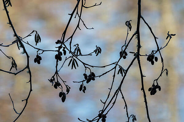 Red Alder in Winter by Robert Potts Red Alder in Winter by Robert Potts