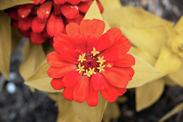 Wall Art - Mixed Media - Red and Yellow Flower Bloom by Pheasant Run Gallery
