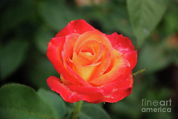 Red and Yellow Rose 4727 by Jack Schultz Red and Yellow Rose 4727 by Jack Schultz