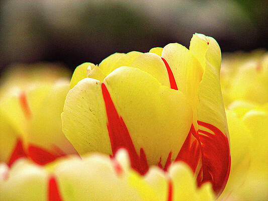 Red and Yellow Tulip by AYDIN GULEC Red and Yellow Tulip by AYDIN GULEC