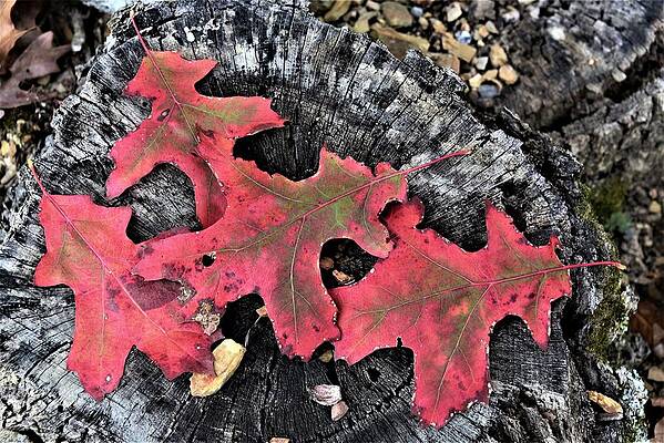 Red Autumn Leaves by Kim Bemis Red Autumn Leaves by Kim Bemis