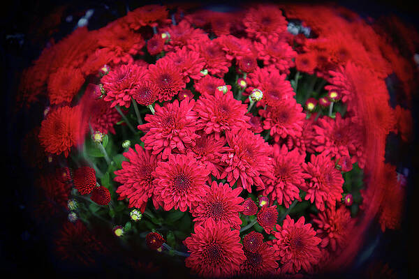 Red Beauties by Milena Ilieva Red Beauties by Milena Ilieva
