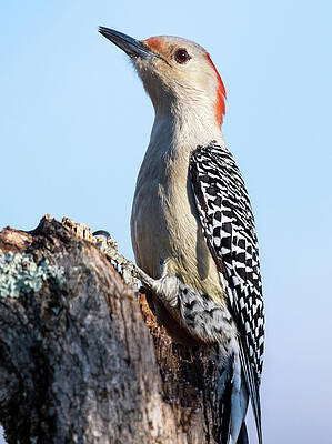 Red-Bellied Wood Pecker January 2020 Portrait by Lara Ellis Red-Bellied Wood Pecker January 2020 Portrait by Lara Ellis