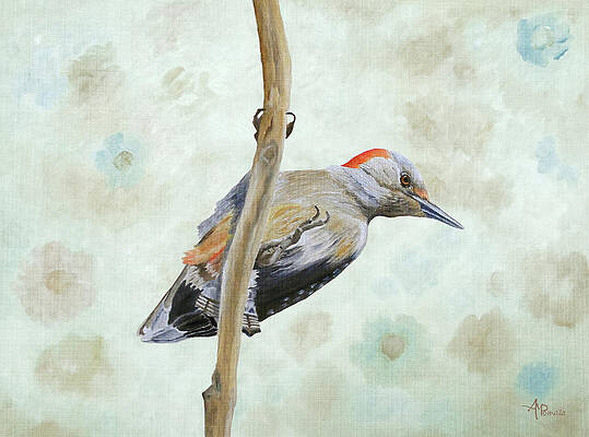 Red-bellied Woodpecker by Angeles M Pomata Red-bellied Woodpecker by Angeles M Pomata