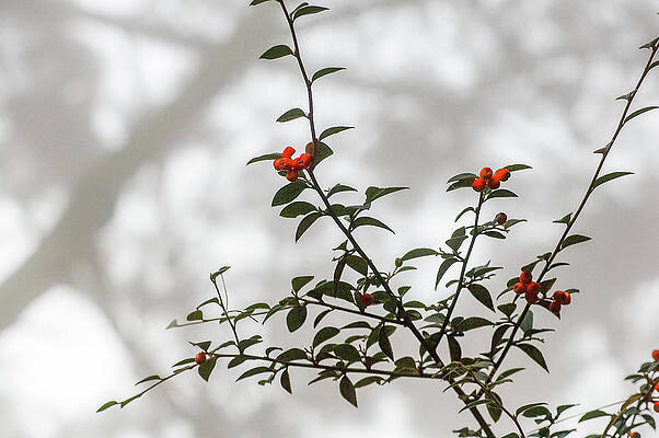 Red Berries in Fog at Berkeley, CA by Jeff Smith