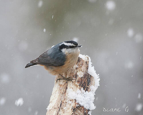 Red-breasted Nuthatch by Diane Giurco Red-breasted Nuthatch by Diane Giurco