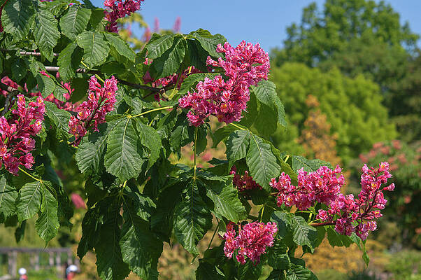 Red Buckeye Tree Bloom 1 by Jenny Rainbow Red Buckeye Tree Bloom 1 by Jenny Rainbow