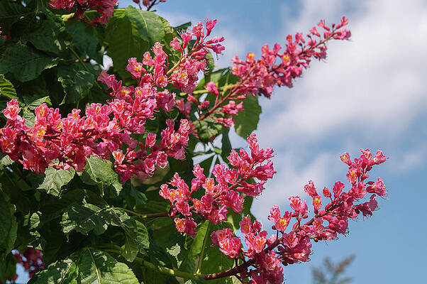 Red Buckeye Tree Bloom by Jenny Rainbow Red Buckeye Tree Bloom by Jenny Rainbow