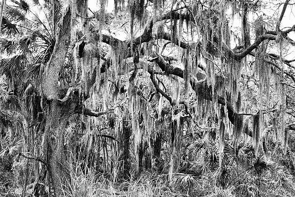 Red Bug Slough Oak Tree by Robert Wilder Jr Red Bug Slough Oak Tree by Robert Wilder Jr