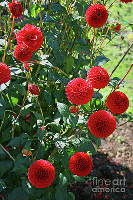 Red Dahlias by Norma Appleton Red Dahlias by Norma Appleton
