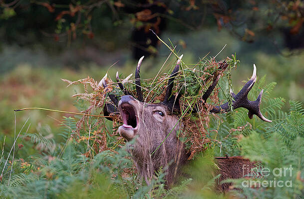 Red Deer Stag bellowing by CAROL SAUNDERS Red Deer Stag bellowing by CAROL SAUNDERS