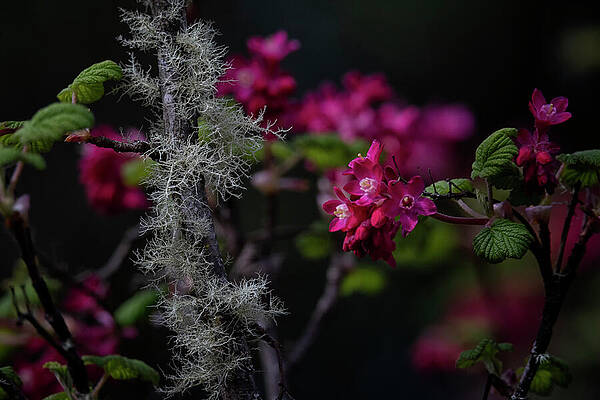 Wall Art - Photograph - Red Flowering Currant by Randy Hall
