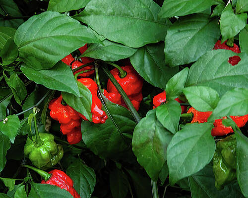 Wall Art - Photograph - Red Ghost Peppers 03 by Flees Photos