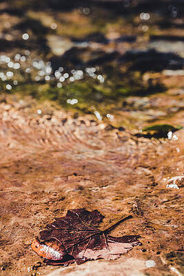 Red Leaf Fallen In The Creek by Delaney Van Vranken Red Leaf Fallen In The Creek by Delaney Van Vranken