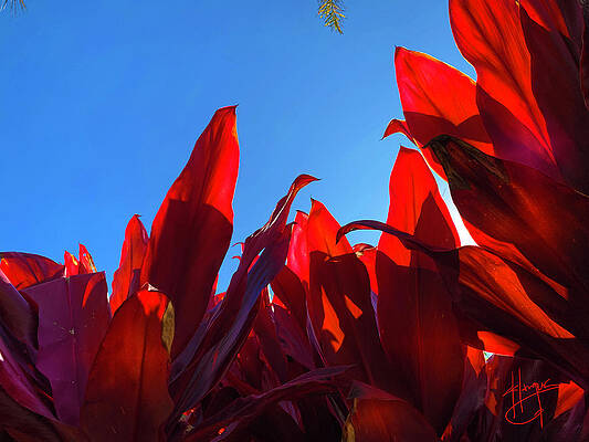 Red Leaves by DC Langer Red Leaves by DC Langer